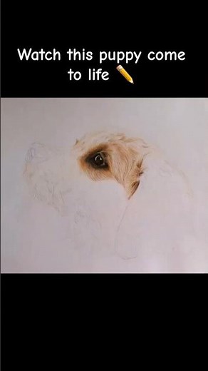 Realistic Retriever Puppy Drawing 🐶 ✨️ | Polychromos Pencils