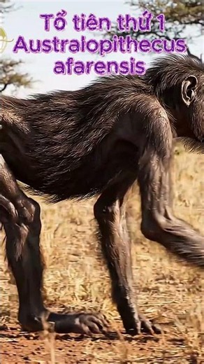 Lucy: The Fossil That Changed Human History Forever #Lucy #Evolution #Humanity