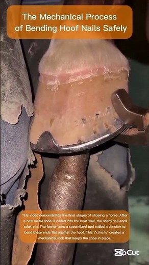 Step-by-Step Guide to Securing a Horse’s Shoe