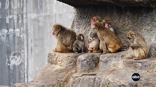 Fans are lining up at Ichikawa Zoo in Japan to see Punch, the seven-month-old macaque monkey who attached himself to a stuffed orangutan after being abandoned by his mother. David Muir shares Punch's story – and how he's bonding with his fellow primates. https://abcnews.link/G8zOQWG | ABC World News Tonight with David Muir
