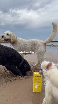 Is Your Dog’s Supplement Game on Point? Here’s How to Tell!