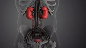 Kidney and Bladder Functions in Urinary System