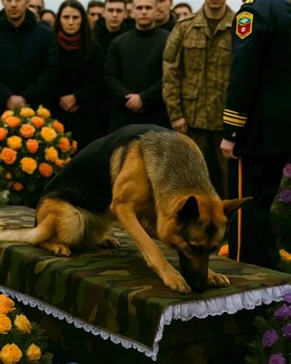 During the officer's funeral, his loyal dog suddenly jumped over the coffin and started barking and howling - people were horrified to know the cause 😱😱 | Freedom Lights Path