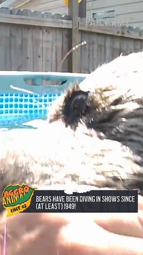 So a deer, a bear, and a horse walk into a pool…🦌🐻🐎#FailArmy . . #badjokes #fail #funny #funnyfail | FailArmy