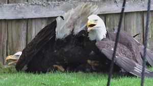 Photos: 2 bald eagles spotted fighting in backyard for five hours