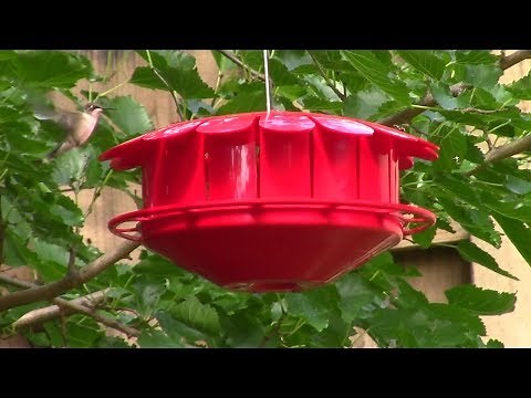 Hummingbirds Eating Fruit Flies From Humm-Bug Feeder