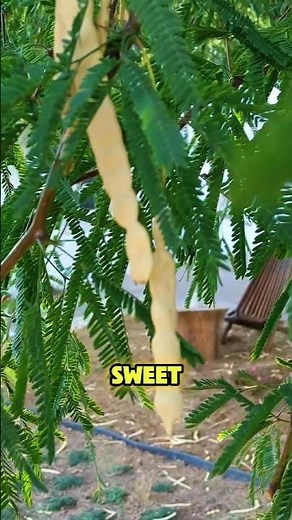 Benefits Mesquite Turns It Into a Flavour! #mesquite #mesquitetree #deserttrees #edibleplants