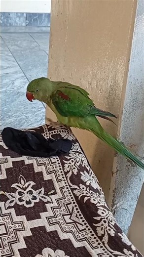 Female Talking Parrot says Papa 🦜🫣 #youtubeshort