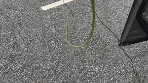 540K views · 396 reactions | Remember the snake that slithered out of a woman's AC vent this week? Apparently, it's a thing. This time it happened to a man in S.C.! (Video courtesy of Chris Karam) https://bit.ly/2JtDyLb | ABC 13 - WSET | Facebook