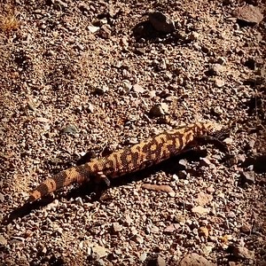 204K views · 3K reactions | Why did the Gila monster bring a suitcase...