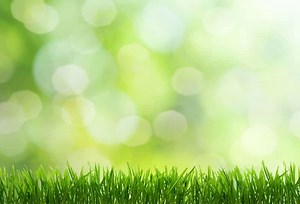 When To Mow New Grass Seed | Obsessed Lawn & Garden