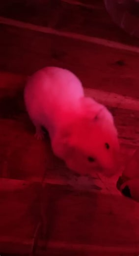 Hammys first trick ever. She is learning very fast! ❤️ #hamster #hammy #trick #treat #cute #fypシ