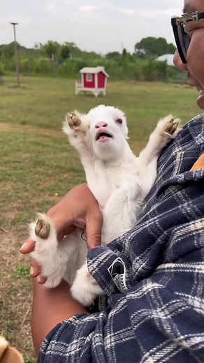 This lamb is so cute . Do u want a lamb as a pet?#cute #pet #healing #animals #happy #