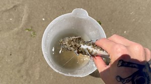 Be Careful of Sand Piranhas at the Beach ⚠️ #animals #nature | Jacob Colvin