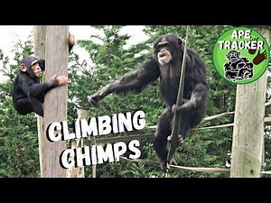 Chimpanzees Swinging Up High On Ropes
