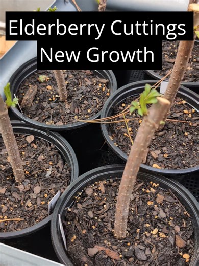 The 365 Farmstead · Day 66 of 365 Our elderberry cuttings are officially waking up! New growth in every single one of the pots, which is more than I could hope for. We’re growing Ranch, Hamilton, and Bob Gordon. We’ll keep a couple of each for the fam, and the rest will be available at our private plant sale during our Foraging Farm Day on April 25. Question: have you ever grown elderberry, or would this be your first year? #elderberry