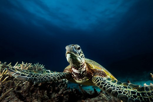 Nature’s Calendar - Lady Elliot Island Eco Resort Great Barrier Reef