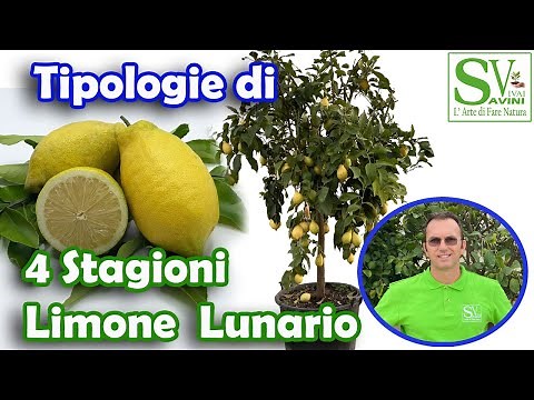 Piante di Limone lunario 4 stagioni