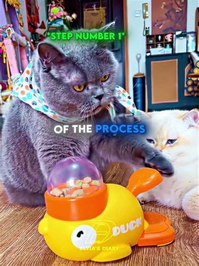 He Thought He Had It A All Figured Out 😼