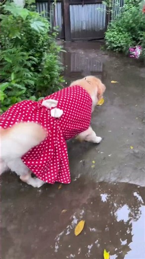 # Mera ghar Pani Pani Ho Gaya # my dog teed ❤️# golden retriever, dog 🐕 #￼￼