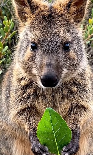 7.7K views · 67 reactions |  This is the QUOKKA — The World’s...
