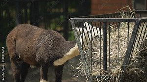 llama eating hay from a manger