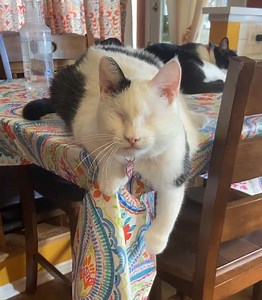 353K views · 45K reactions | Mookie Monkeypaws wants to wish you all...