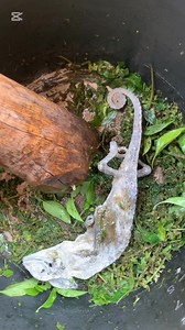 You gonna dry this and use handful with charcoal fire to smoke yourself for 21 days, if your business doesn’t see changes then there’s no power in herbs. 7 different herbs 3 dried chameleon, cloves and special perfume. Link me up if you want it or need the direction to prepare it Nature is Powerful | Herbal Medicine & Spiritual Well-Being
