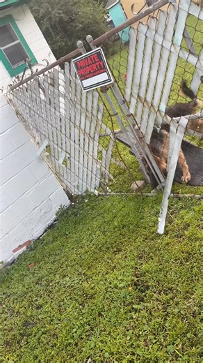 I was gonna say you gonna drink this OK I swear to God it sounds good. Do you look at me? What are | German Shepherd lovers