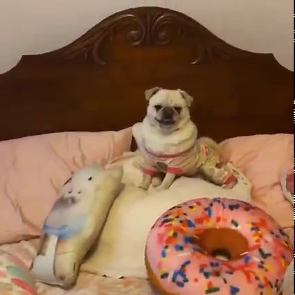 Happy #NationalReadaBookDay! Did you know that me and Pop have a children’s book? We have two actually…Prissy and Pop Big Day Out and Prissy and Pop Deck the Halls. You can find them both on Amazon. They’re our favorite books, of course. What are yours?🐷📘 | Priscilla the Mini Pig