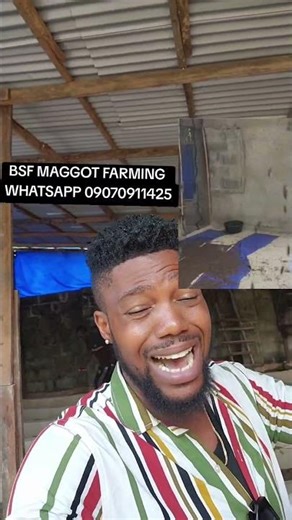 BSF maggot farming is the way to go for huge profit in livestock farming