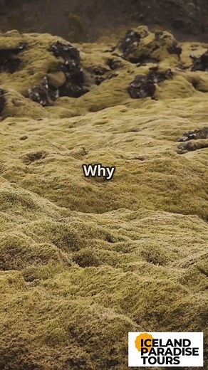 Iceland is often called the "Baby Island" because of its young geological age compared to other landmasses on Earth. The island was formed approximately 16 to 18 million years ago, which is relatively recent in geological terms. It sits on the Mid-Atlantic Ridge, where the North American and Eurasian tectonic plates are slowly moving apart. This movement causes frequent volcanic eruptions, earthquakes, and geothermal activity, constantly reshaping the island’s landscape. Unlike older continents 