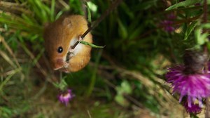 BBC One - Planet Earth II, Grasslands, A harvest mouse climbs to the canopy of its grassland 'jungle'