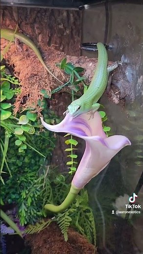 Aren't they just amazing. Emerald Tree Skink