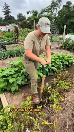 Let’s dig into harvesting and curing potatoes this National Potato Day at Fordhook Farm, a Burpee trial station. 🥔 From gently loosening the soil to uncovering a rainbow of spuds, each variety brings its own flavor, color, and charm to the table. Whether you grow classic russets, buttery golds, or vibrant reds, there’s nothing quite like pulling fresh potatoes from the garden. A harvest worth celebrating, one spud at a time. | Burpee Gardening