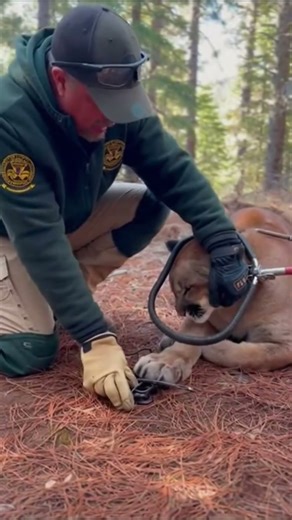 Wildlife Rescue in a Pine Forest #wildlife