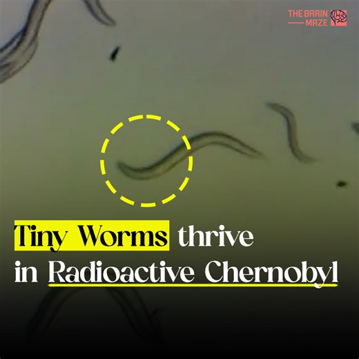 Tiny worms in the Chernobyl Exclusion Zone (CEZ) in Ukraine are thriving despite being in an area marked by high levels of radiation, and scientists think their resilience could provide insights for cancer research in humans. | The Brain Maze