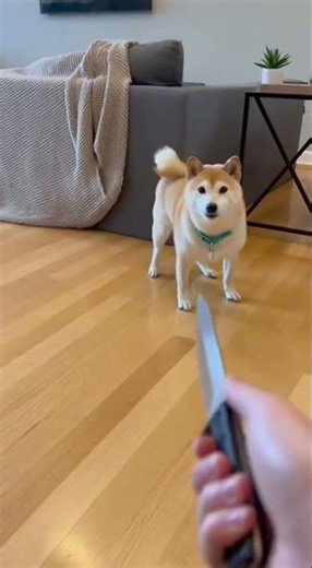 ⚔️ Ninja Shiba Inu VS "The Blade" 🐕 (Ultra Instinct)