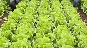 Cautionary recall of lettuce products issued by Sam's Club