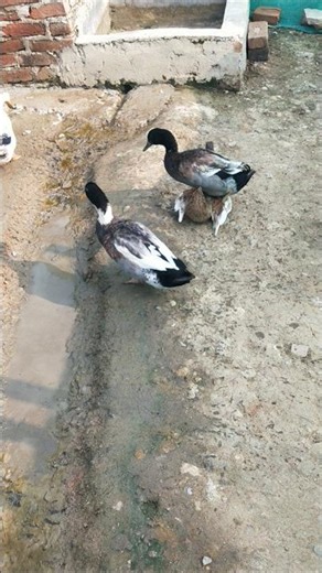 Indian runner duck farming in my village #duckfarm #ducklingspro #duckfarmer #cuteanimal #ducklings