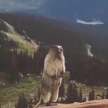 Screaming Beaver/Marmot LOL!