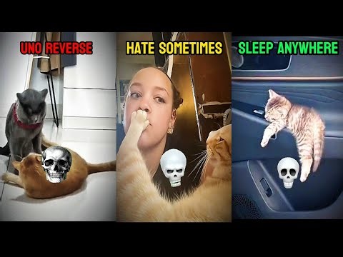 Cats troll face edit | Uno reverse | Hate sometimes | Sleep anywhere