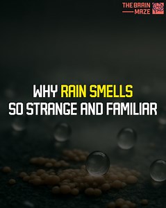 32K views · 460 reactions | There's something hauntingly familiar about the smell of rain—earthy, electric, almost ancient. But what if we told you it's not the water you're smelling at all. | The Brain Maze | Facebook