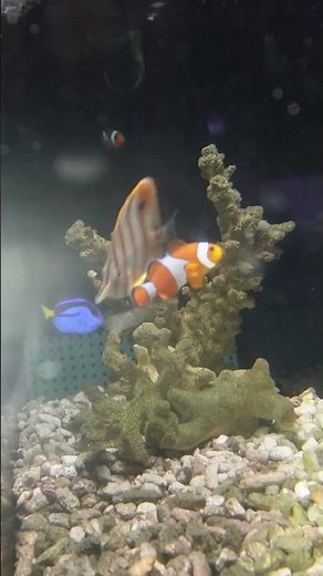 〇〇"入荷翌日のナンヨウハギ3-4cm#ナンヨウハギ3-4cm#日海センター#海水魚#マリンアクアリウム#marinaquarium#サンゴ