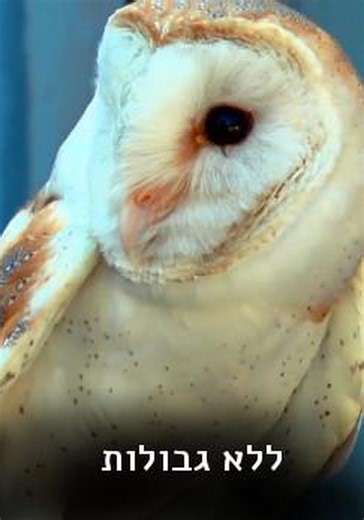 Wings of Change - movie: watch streaming online