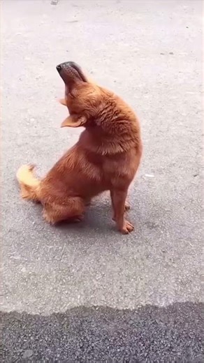 Le chien est monté sur la table pour manger 😂😂😂 #funny