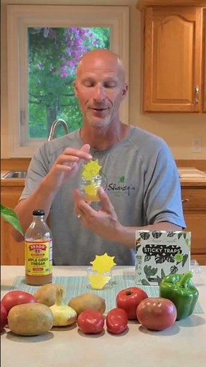How to Get Rid of Fruit Flies Quickly #fruitflies #fruitfly #fruitflytrap