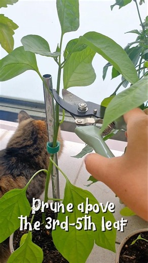How & When to Prune Pepper Plants 🌶️ #shorts