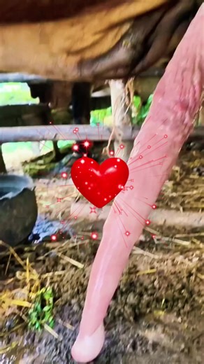 “Horse Breeding Life: From Selection to Healthy Foals”#HorseBreeding #EquineCare #BreedingHorses #FoalCare #HorseFarm #EquestrianLife #AnimalWelfare #FarmLife #HorseLove #USATrending