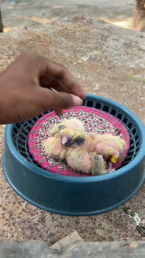 How to ring a pigeon baby 🕊️ #pigeon #baby #ring
